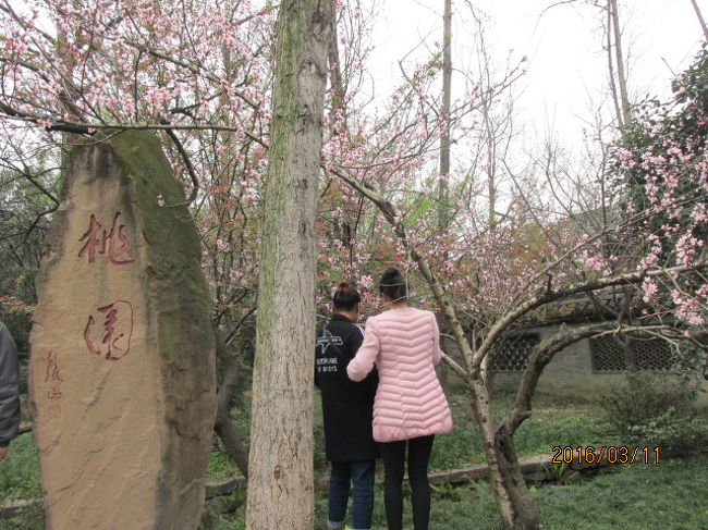 泥岩に流麗な文字で彫られた「前・後・出師表」が掲げられた回廊を出ると、そこはちょっとした中庭になっていて、周りの建物を取り囲むようにして小奇麗な築山、池などもある。中庭の一角に桃の木があり、丁度今満開になっている。この土地の気候は桜と桃が同時に花開くようだ。桃の花に見とれていると、何人かの中国人観光客が木の傍に行って記念写真を撮っている。中国人の好きな桃の花。当方も写真を撮ろうと近づいていくと、「桃園」と書かれた石碑が立っている。「桃園」？？　ああ、そうか、ここは「桃園」で、中国人は三国志演義の故事を知っていて、競ってこの桃の花の下に立って記念写真を撮っていたのだ・・<br /><br />痛快歴史読み物「三国志演義」。現代のような多種多様な遊びやレジャーの少なかった昔の青少年は吉川栄治の太閤記、或いは徳川家康、丹下左膳、大菩薩峠等々の長編歴史物を読む機会が多く、そうした中にこの「三国志演義」もあった。自分もいつの頃か読んだ筈だが、今は中身は殆ど忘れてしまっている。しかしこの「桃園の誓い」はまだ尚、薄っすらと覚えていた。いや、それは本の中ではなく、紙芝居で見た記憶だったか・・。<br /><br />後漢末、国が乱れ、各地に群雄割拠していたが、その頃、桃の木の下で劉備と関羽、そうれに張飛の３人が出会い、盟友となり、３人力を合わせ国を治めることを誓った。義侠の３人は死ぬまで力を尽くし、漢の後継、蜀漢を造ったが、魏との戦いの中で死んでいった。義理人情は日本人の専売特許かと思っていたが、１７００年前の中国人も持っていた。いや、それよりもずっと昔の孔子の時代にも既に仁義礼智信は言われ続けていた。本来は義に篤い国柄なのだ。<br /><br />そうした故事を知ってか知らずか、若い中国人女性が満開の桃の下でしきりに写真を撮っている。そんな合間を見つけ、自分も１枚。良い記念になった。こんな場所で又「桃園の誓い」を思い出すとは・・。