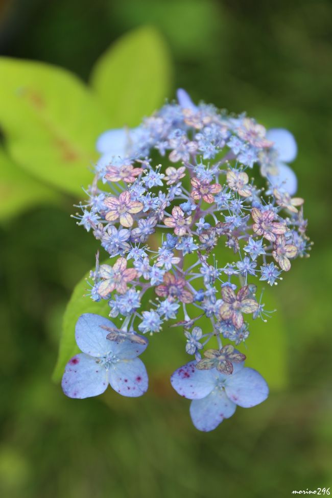 そろそろ梅雨入り間近となり紫陽花の見頃が気になってきました。<br />鎌倉の紫陽花の見頃は６月中旬ころでしょうか？<br />そんな中、ひと足早く山紫陽花が楽しめる光則寺へ出掛けました。<br />