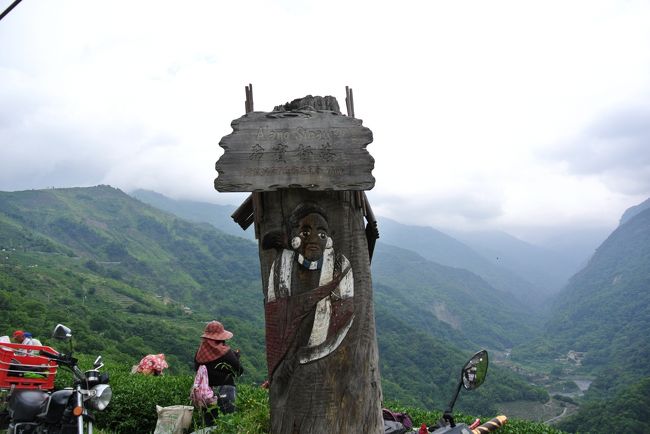 標高1500m地点のウーロン茶で摘みたて生茶