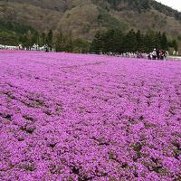 本栖湖のサクラと富士芝桜祭り