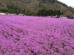 本栖湖のサクラと富士芝桜祭り