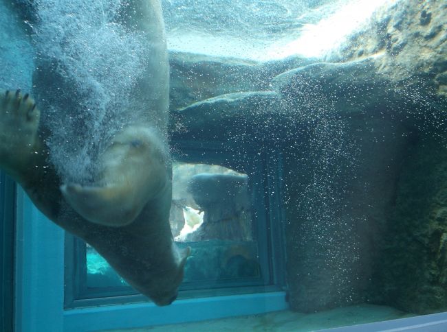 日本平動物園は、旭山動物園を参考にしてリニューアルした動物園だという情報を得た私は、2歳と4歳の子を持つ長男に、<br />「孫たちと一緒にお泊りで行きたい。」と誘いました。<br /><br />長男はすぐに計画を立ててくれ、連休を外した5月の最後の日月で行くことになりました\(^o^)／