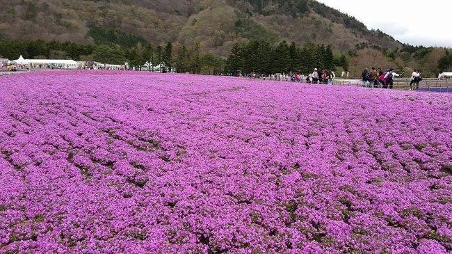 GW少し前、本栖湖に桜を見に行きました。いつもなら花の盛りのはずですが今年は桜が早いとのこと盛りを過ぎておりました。ヴィラ本栖の庭にある枝垂れは満開。素晴らしい花を見ることができました。<br />翌日は本栖湖傍にある富士芝桜まつりの会場まで行きました。<br />芝桜は手のかかる花です。自分も何度も植えてみましたが雑草に負けてしまうか弱いけれど可愛い花です。<br />それが広い会場一面に咲いています。展望台からは会場全体が見ることができました。<br />足湯、カフェ、土を盛り上げて富士山を作って芝桜が植えてあるミニ富士山。<br />連休の頃はさらに花が増え綺麗になるでしょう。<br />此処にもアジアからのお客さんが観光バスを連ねてやってきていました。<br />