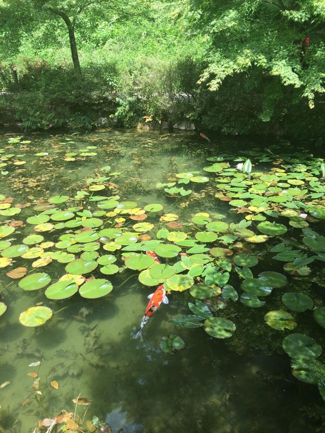 今　注目の関市に日帰りドライブ<br />「水連」の作品で有名な画家のモネ。その絵画「水連」のような幻想的な美しさを持つ池が今、話題となっているそうです