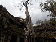 世界遺産アンコール遺跡を駆け足で巡る一人旅その③～タ・プローム～