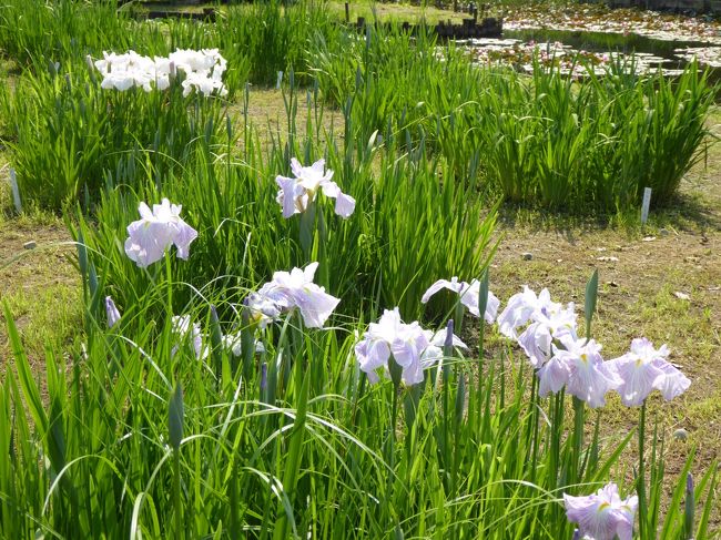 初夏の「国営昭和記念公園」♪　Vol10　「ハーブ園」　スイレンと花菖蒲を優雅に眺めて♪
