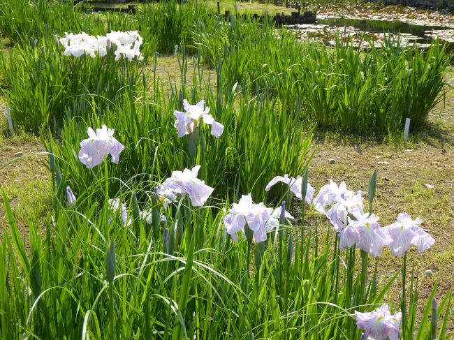 ２０１６年５月２１日、立川の「国営昭和記念公園」へ行きました♪<br />初夏の陽気に恵まれました♪<br /><br />「カリフォルニアポピー」の丘→原っぱ西花畑「アイスランドポピー」→「桜の園」→「日本庭園」→「トンボの湿地」→「こもれびの丘」→「花の丘」→「こもれびの里」から「ハーブ園」へ。<br />「ハーブ園」は水鳥の池に面したエリア。<br />見頃を迎えているのはハーブの花ではなく、<br />水生の花。<br />スイレンや花菖蒲。<br />スイレンのピンク、花菖蒲の紫が美しい。<br />ゆったりと眺めて♪<br /><br />これで国営昭和記念公園をゆったり見学しました♪