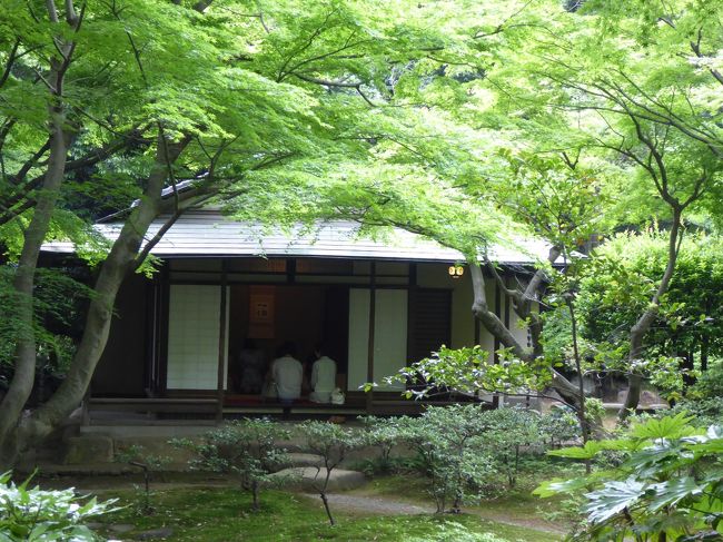 ２０１６年５月２３日、<br />東京・駒込にある「旧古河庭園」へ行きました♪<br /><br />旧古河庭園は洋館とバラと日本庭園がミックスした珍しい庭園として有名。<br />今回はバラを見に。<br />洋館の前に広がるバラ園を鑑賞したら、<br />日本庭園へ。<br />新緑が美しい。<br />モミジの新緑は美しいが、<br />よく見るとトンボのような可愛らしい花が咲いている。<br />モミジの花が美しいことに驚く。<br />ゆったりと眺めて♪