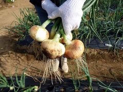 ０５．竹沢園芸種苗　三島市佐野体験農園 夏野菜の植付け　タマネギの収穫