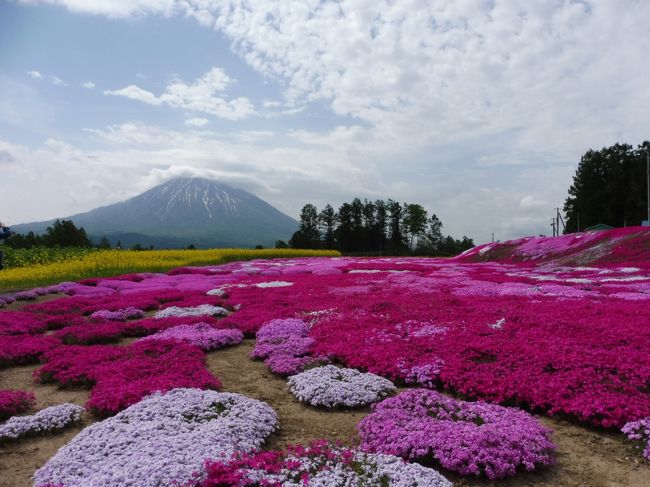 北海道大好きな私ですが、もう１年以上も行っていなかった(´・ω・`)<br />行きたいと思っていたけど事情が許せず、今度行くなら絶対にニセコに行って<br />羊蹄山と芝桜を見たい！と思い続けていました。<br /><br />ある日、友人のノンちゃんが娘さんと北海道へ行くと聞いて、<br />私の北海道への気持ちが大爆発！！<br /><br />すぐにきーちゃんに相談したら私のわがままを快く承諾してくれて、<br />ちょうど芝桜満開の５月末に北海道への旅へ行くことが決まりました♪