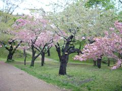北海道・青森の桜旅　4　函館の桜