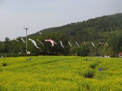 いいやま菜の花祭りと北竜湖の散策を楽しみました。 