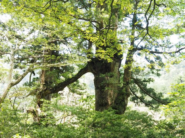 ６泊７日屋久島満喫 その2 　ついに会えた縄文杉！