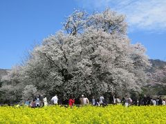 熊本：南阿蘇村　一心行の大桜