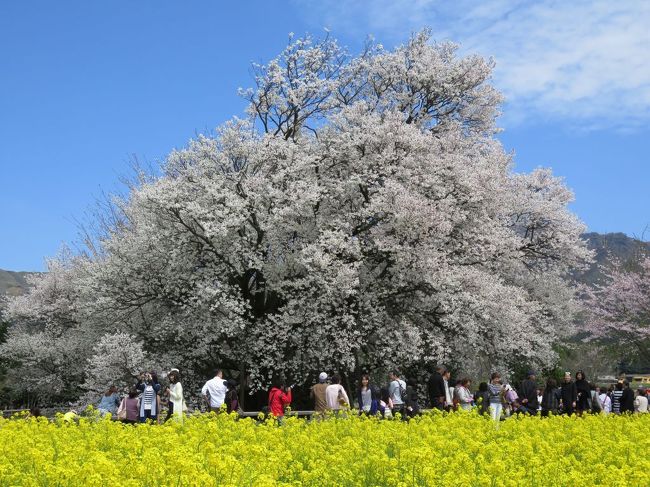 熊本県南阿蘇村にある、とても大きな桜です。一心行の大桜と呼ばれています。<br /><br />2016/4/5(火)、11時過ぎに到着。<br />平日にもかかわらず、広い駐車場は既に満車に近い状態でした。<br />