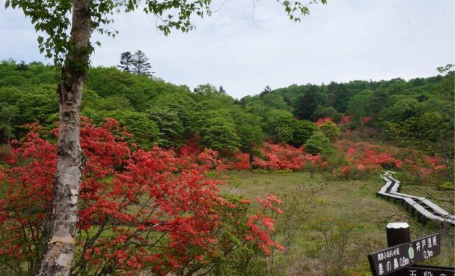 湿原の景色が好きです。<br />高層湿原で、地糖がある景色が一番好きですが、花の咲く湿原景色は、あちこち行ってみたい所ばかりです。<br /><br />先週、山小屋1泊で尾瀬に行ってきたばかりですが、新聞で見つけた「井戸湿原」<br />聞いたこと無い名前だ・・・と調べてみると、今まさにツツジが見頃だというではありませんか。<br />場所は、「前日光」という これまた聞いたこと無いな・・・と思ったら、鹿沼市内なのでした。<br /><br />ダンナに、どんなもんでしょうか？？とお伺いをして、土曜日 少し早起きして出かけてみました。<br />