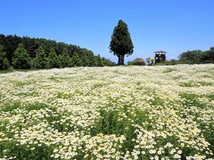 メナード青山リゾートハーブガーデンのカモミール