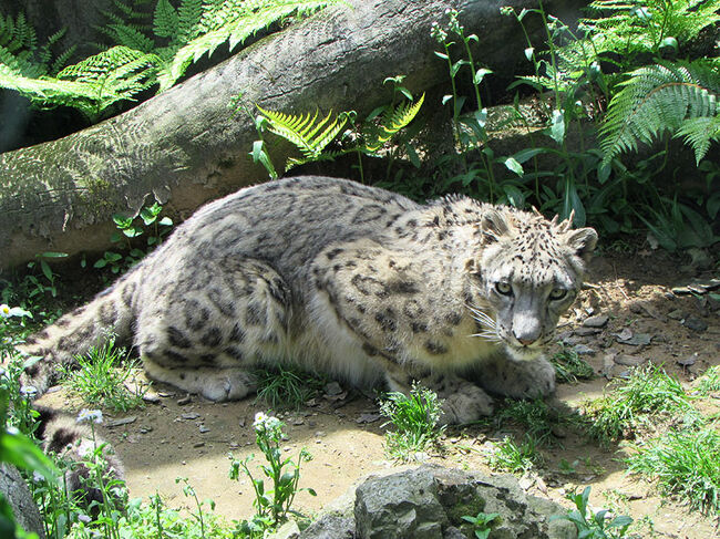 ようやく今回の旅のハイライト、いしかわ動物園です。<br />このコは多摩動物公園から転園したユキヒョウのスカイくん。<br />ちびっこ３兄弟時代にメロメロになりました。<br />このコと、ケープハイラックスの赤ちゃんに会いたくて<br />はるばる遠征する事となりました。<br /><br />が、しかしながら動物園の写真は外部サイトがメインなので…<br />この日は朝立寄ったあわづ温泉がメイン？<br />みたいな旅行記になってしまいますね。<br /><br />すみませんが、動物園好きの方はお手数ですが<br />こちらのサイトへ遊びにきてくださいませ。<br />カキコミフリーとなっております。<br /><br />http://iiyudanya.asablo.jp/blog/