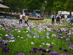 東京・葛飾菖蒲まつり（水元公園）～北綾瀬・しょうぶ沼公園を訪れて