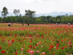 今年のポピーはちょっぴりガッカリ・・・　★みちのく杜の湖畔公園★