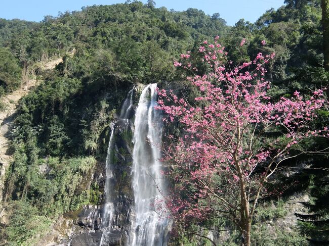 台北からバスで１時間 烏来へ 滝と桜とクロネコヤマト