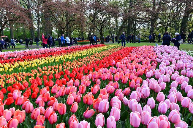 　世界最大のフラワーパーク、キューケンホフです。<br />　オランダのチューリップは世界的に有名です。キューケンホフは、チューリップの開花の時期に開園され、世界中から観光客が集まり賑わいます。