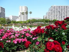 そうだ花を見よう!!～千葉にバラを見に行ってきました♪メインからちょこっと寄り道の谷津バラ園編～