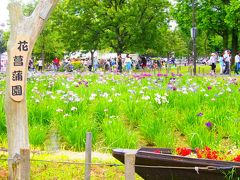 水元公園＜葛飾菖蒲まつり2016＞