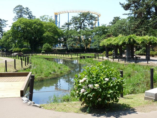 館林や赤堀でハナショウブが咲き始めたので、伊勢崎市の華蔵寺公園へも見に行ってきました。<br />しかし、花は全く無し、いや、水生植物園全体で２輪だけ咲いていました。<br />なので、水生植物園を後にして園内を歩いてきました。大きなバードケージがあったので、中に入ってトリを見てきました。<br />この公園は、小高い丘全体に樹が茂っていて、その中にいくつもの遊歩道があり、木陰の散歩を楽しむには絶好の場所でした。北側には、子供が喜びそうな芝生の広場、斜面がありました。