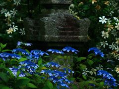 京都　初夏の寺めぐり～真如堂、建仁寺霊源院、蓮華寺