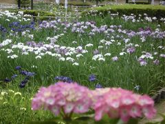 亀山城と花しょうぶ