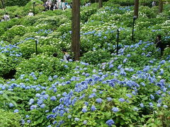 2016初夏、京の紫陽花