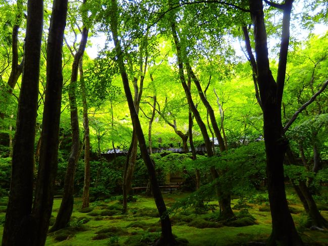 青葉の季節。二週間前の東福寺と鞍馬寺の京都市内の北と南を巡る午後半日だけの旅に続いて、この日は、祇王寺と詩仙堂を巡る京都市内の西と東を巡る午前半日だけの旅に出かけました。