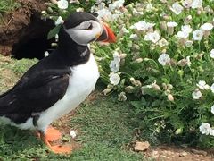 パフィンに会いに Skomer Island