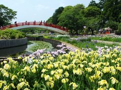 ２度目の豊橋賀茂神社は、花菖蒲で彩られていた♪