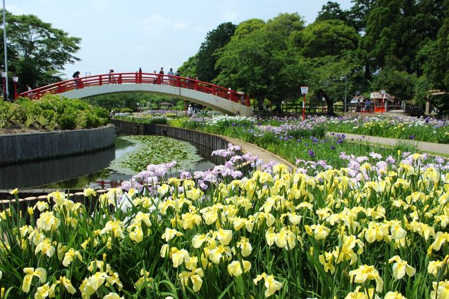 賀茂しょうぶ園では、江戸系、伊勢系、肥後系の約300種・37,000株の花しょうぶが咲き、5月下旬から6月中旬にかけて、花しょうぶまつりを開催します。<br /><br />ツアーの菖蒲園見学などで有名な賀茂しょうぶ園へ、再び行ってきました。<br />４月に、賀茂神社葵祭りで、馬上の少年の撮影に行ったばかりで、２度目の訪問となりました。<br />４月の時は、菖蒲が青々と茂っていて、６月になったら、ここで撮影もいいねと話したのが実現したのです。<br /><br />趣味の会のカメラ仲間で行きました。<br /><br />４月の賀茂神社の神事<br /><br />http://4travel.jp/travelogue/11123073