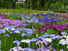 ～花菖蒲を求めて～都内最大規模の水元公園～