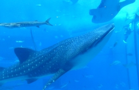 沖縄で一番行ってみたかった沖縄美ら海水族館。<br />ジンベエザメ、キターーー！！！