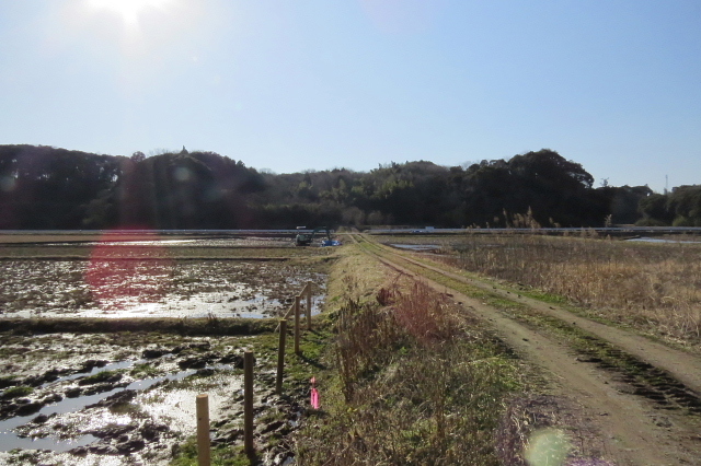 　潮来市築地（ついじ）でバードウォッチングを楽しみました。<br /><br />表紙写真は、築地の田園風景です。