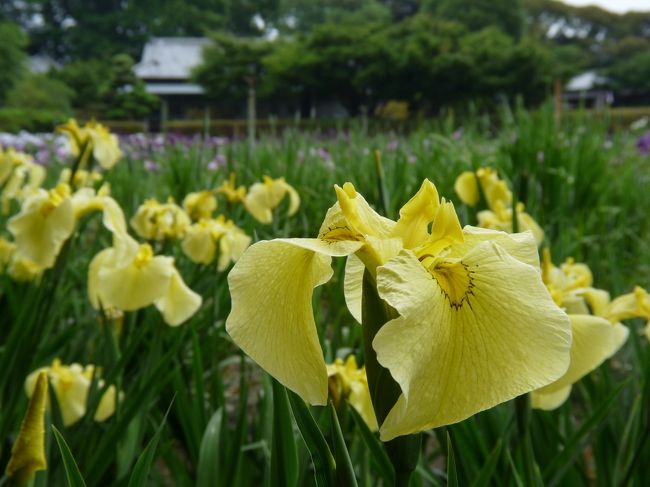 つつじが岡第二公園のハナショウブ_2016(2)__開花増えて遠目は綺麗になったが、枯花目立つ（群馬県・館林市）