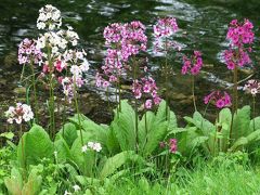 ◎奥日光初夏の花々,　「源泉かけ流し100％」とは？