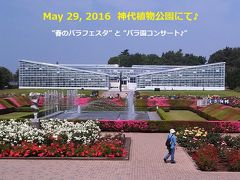 ♪ 神代植物公園『春のバラフェスタ』とばら園コンサート ♪