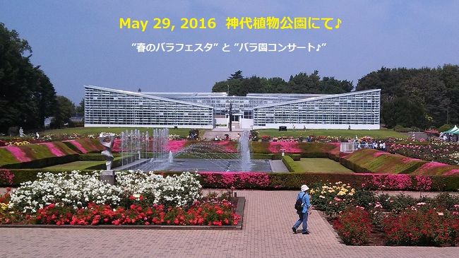 ２０１６年５月２９日、日曜日、神代植物公園へ♪<br /><br />２０１５年１０月の『秋のバラフェスタ』に続いて、今回は『春』バージョンを<br />楽しもうと思う (^^)<br />去年は改装中だった“温室”も再開されているはずだ。<br />それと『バラ園コンサート』も聴きたい (^^)<br /><br />歩くと１時間ほど・・・ちょうど良い散歩かも知れないが、愛車ＦＩＴで（笑）<br />８時、駐車場（有料）もまだガラガラである。<br /><br />実は今日は、通常の開園を１時間早めての８時開園である♪<br />バラは日が昇るにつれ香りが弱まる。早朝の方が香りと美しい姿の両方を楽しむ<br />事が出来るのだ。<br /><br />−−−−−−−−−−−−−−−−−−−−−−−−−−−−−−−−−−−−<br /><br />正門から入ると、目の前に「さつき展」の出品作品が置かれている。<br />盆栽のスタイルだが、確かに『小宇宙』と言えるかも知れない。<br /><br />先ず、何はともあれ『バラ園』に急ぐ♪<br />バラ園に足を踏み入れると、ほのかに甘い香りが漂う。早起きして良かった (^^)<br /><br />秋よりもたくさんの種類のバラが咲いている。<br />今年は、５月の気温が高かったせいか（今日も高い！）、ピークは１０日ほど前<br />だったそうである。<br />確かに、鮮やかさを過ぎた花の色が多い。それでも美しい。<br />数々のバラを見て回る・・・<br /><br />モンパルナス（フランス）<br />秋月（日本）<br />シカゴピース（アメリカ）<br />パスカリ（ベルギー）<br />チャールストン（オーストラリア）<br />クローネンブルグ（イギリス）<br />ブルーバリュー（ドイツ）<br />ファイアグロー（オランダ）<br /><br />など等、バラで世界旅行である（写真に解説付けてあります、見て下さいね）♪<br /><br />バラの後は、温室へ♪<br />昨年１０月は改装中で観れず、今回はバラと同じくらい楽しみである。<br />ハイビスカスに癒され、食虫植物を眺め、スイレンでモネの絵画を想う。<br />こちらも良かった♪<br /><br />そして『ばら園テラス』では、今回も『ばら園コンサート』♪<br /><br />尺八，ビオラ，ピアノのユニット『沙詩衣＝ｓａｃｈｅｔ』の爽やかな演奏♪<br />サティ，ドビッシーなどのフランス楽曲や「ニュー・シネマ・パラダイス」♪<br />更にバラに因んだ曲の数々に身を委ねる♪ (^^)<br /><br />−−−−−−−−−−−−−−−−−−−−−−−−−−−−−−−−−−−−<br />そろそろお昼・・・当然、深大寺蕎麦♪<br />植物公園・深大寺門近くの『玉乃屋』さん・・・１５分ほど待ちで山かけ蕎麦に<br />あり付く。噛み応えあって美味しかった♪<br /><br />バラ香りと、尺八，ビオラ，ピアノの三重奏の優雅な調べ。素敵な一日でした♪<br />写真は全て２０１６年５月２９日に撮影したものです！