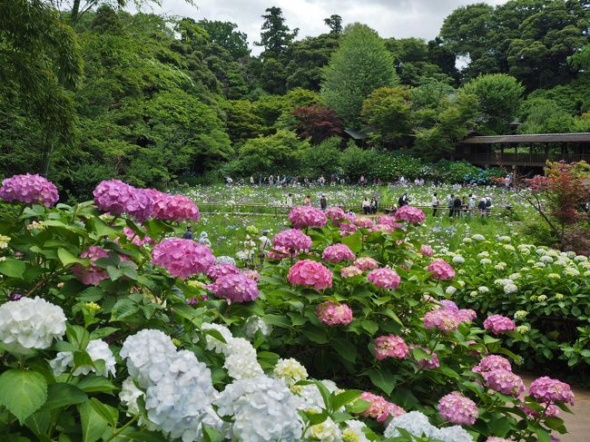 初夏の輝き　本土寺のあじさい＆花菖蒲