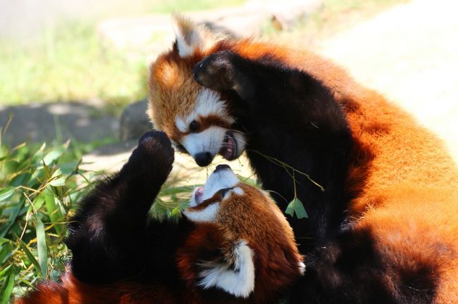 2016年３月に新レッサーパンダ舎が公開され、レッサーパンダ展示場がぐんと増えたレッサーパンダの西の聖地・西山動物園にやっとやっと再訪できました！<br /><br />今回の再訪で一番会いたかったのは、去年2015年６月に西山動物園にお婿入りした、京都生まれのムータンでした。<br />もう一回、京都まで会いに行きたいと思っていた矢先の移動だった上、展示スペースの関係で、ムータンは当分、非公開となりましたから。<br />しかし、新レッサーパンダ舎ができたおかげで、ムータンが常時展示されることになったのです。<br />しかも、今年2016年３月に神戸からお嫁入りしたティアラちゃんが、ムータンと同居を開始しました。<br />恋の季節でもないレッサーパンダの同居は、生まれたときから一緒の兄弟子パンダ以外は、あまり絡むことなく、ただ一緒の展示場で過ごしているだけ、ということも多い中、ティアラちゃんがまだゼロ才の子パンダということもあってか、兄妹のように仲良く過ごし、そして恋の季節のようにラブラブらしいのです。<br />そのことをレッサーパンダ・ファンさんのブログ記事で知り、見に行きたくてたまらなくなりました！<br /><br />でも、３月は東北レッサーパンダ遠征の予定を入れていたし、４月と５月は宿泊を伴うレッサーパンダ遠征の予定はとても入れられなかったので、じっと６月まで辛抱していました。<br /><br />そんな風にじりじりと楽しみに待っていたのに、今年も夏日が訪れるのが早く、西山動物園では、暑くなったら、レッサーパンダが涼しい屋内との行き来が自由にできない屋外展示は中止となり、ムータンとティアラちゃんには会えないかもしれない可能性があることに気付き、覚悟してやって来ました。<br />でも、バンザーイ！<br />ぜひ見たいと思っていたムータンとティアラちゃんのラブラブぶりがたっぷり見られました@<br />６月上旬は、ぎりぎりセーフだったようです。<br />６月３日の本日の福井は、最高気温は25度くらいの夏日で、確かに日差しが強くて暑かったのですが、湿度が低く、日陰は思った以上に涼しかったおかげかもしれません。<br /><br />ムータンとティアラちゃん、一頭ずつ放展場を散策しまわっているときもありましたが、一緒に笹を食べたり、東屋や樹上で休んだりしているとき、２頭の距離が近く、そういうときは、しばらく待っていると、ほぼ必ず、じゃれじゃれラブラブが見られました。<br />ティアラちゃんが寝っころがってムータンをバトルに誘ったり、ムータンがティアラちゃんを毛づくろいしてあげたり。<br />ただ、バトル遊びはどちらも白熱していましたが、愛情のあかしの毛づくろいは、ムータンがティアラちゃんに行うことが多くて、ムータンの毛づくろいを、ティアラちゃんは若干、うっとおしく感じているように見えました。<br />ティアラちゃんはちょうど親の毛づくろいをうっとおしく思う時期なので、それと同じ感覚だったのかもしれません。<br />でも、うっとおしがるティアラちゃんを押さえつけて、無理に毛づくろいを続けるムータンから、時代劇で町娘に「よいではないか、よいではないか」と無理強いする様子を連想してしまいました（笑）。<br /><br />ムータンとティアラちゃんは、旧レッサーパンダ展示場の方にいました。<br />旧レッサーパンダ展示場の半屋内では、換毛期でまだ顔がやせていて表情が鋭かったミルキーちゃんと、なんと人間にして70才に相当するおじいちゃんのシュンシュンくんに会えました@<br />代わりに残念だったのは、新レッサーパンダ舎の屋外展示場の方は整備中だったため、たいようくん、ライトくん、ひかりちゃんには会えませんでした。<br />それでも西山動物園には11頭もいて、うち８頭のレッサーパンダに会えました。<br />この旅行記では旧レッサーパンダ舎で会えたムータン、ティアラちゃん、ミルキーちゃんとシュンシュンじいちゃんの写真でまとめました。<br />新レッサーパンダ舎で会えた親子４頭は、次の旅行記で紹介したいと思います。<br /><br />＜2016年初夏の鯖江・神戸のレッサーパンダ詣の旅行記のシリーズ構成＞<br />□（１）【鯖江編１】前泊のサバエシティホテル＆鯖江で贅沢グルメ＆西山公園から見た美しき鯖江<br />■（２）【鯖江編２】西山動物園レッサーパンダ特集：会いたかったラブラブなムータン・ティアラと初めましてのシュンシュンくんとミルキーちゃん再会<br />□（３）【鯖江編３】西山動物園の新レッサーパンダのいえ特集＆ヤンヤン・キラリ・モッチー・咲耶のレッサーパンダ親子＆その他の動物をちょっとだけ<br />□（４）【神戸編１】前泊の神戸スーパーホテル＆初の神戸港をポートライナーの車窓から＆神戸グルメとおみやげたっぷり<br />□（５）【神戸編２】那須からレッサーパンダを追いかけて初の神戸どうぶつ王国＆パフォーマンスショーやイベントの動物たち<br />□（６）【神戸編３】神戸どうぶつ王国レッサーパンダ特集：まだゼロ才の三つ子の朝日くん・須々ちゃん・陽那ちゃんは超絶可愛くて元気一杯！<br />□（７）【神戸編４】神戸どうぶつ王国のいろんな動物たち：ビントロングからハシビロコウまで＆ワオギツネザルやビーバーの赤ちゃんも@<br /><br />鯖江市西山動物園の公式サイト<br />http://www.city.sabae.fukui.jp/users/zoo/doubutu.html<br /><br />＜タイムメモ＞<br />【2016年６月３日（金）】<br />07:30　起床<br />08:20-08:45　ホテルの朝食バイキング<br />09:00頃　サバエシティホテルをチェックアウト<br />09:10　西山公園に到着（開園は９時）<br />09:10-12:10　レッサーパンダ<br />（11:00におやつタイム）<br />12:10-13:20　新レッサーパンダ舎で休憩<br />13:20-14:10　レッサーパンダ<br />14:15-15:25　道の駅でランチ休憩<br />15:30-16:30　レッサーパンダ<br />16:30　閉園時間に西山動物園を出る<br />16:45頃　預けた荷物を取りにホテルに戻る<br />17:00頃　タクシーでJR鯖江駅へ<br />17:15　鯖江駅発 JR特急サンダーバード36号に乗車<br />18:38　京都駅に到着<br />18:49　新幹線ひかり479号岡山行きに乗車（自由席）<br />19:18　新神戸駅に到着<br />19:30すぎ　地下鉄で三ノ宮駅へ<br />20:00頃　神戸スーパーホテルにチェックイン<br />（夕食をとらずに21時頃に就寝）<br /><br />＜前回初訪問時の西山動物園の旅行記（2015年11月３日）＞<br />「北陸新幹線で行く長野・石川・福井３県３園レッサーパンダ動物園めぐり（９）【鯖江・西山動物園】ついに訪れたレッサーパンダのホームタウン西山動物園！〜たいようくん・ミルキーちゃん・ひかりちゃんとキラリちゃんと双子の赤ちゃん」<br />http://4travel.jp/travelogue/11076725<br /><br />＜京都でムータンに会えたときの旅行記（2015年３月14日）＞<br />「レッサーパンダに会いに京都日帰り小旅行2015春（３）京都市動物園（前編）レッサーパンダ特集：子パンダ・ムータン、雨の中も屋外終日出勤！〜古都ちゃん・ジャスミンちゃん・ウーロンくん・茶々おじいちゃん交代で勢揃い」<br />http://4travel.jp/travelogue/10991526<br /><br />＜神戸でティアラちゃんに会えたときの旅行記（2016年１月11日）＞<br />「新春レッサーパンダ動物園遠征１府２県３園＜京都・神戸・広島＞（４）王子動物園（１）レッサーパンダ特集：単身赴任のガイヤくん＆きらきら母子のミンファちゃんとティアラちゃん」<br />http://4travel.jp/travelogue/11098528<br /><br />※これまでの動物旅行記の目次を作成しています。随時更新中。<br />「動物／動物園と水族館の旅行記〜レッサーパンダ大好き〜　目次」<br />http://4travel.jp/travelogue/10744070<br />