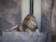 ライオンが来た千葉市動物園part1