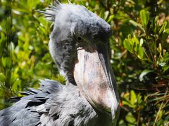 ライオンが来た千葉市動物公園part2