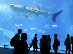 沖縄のたび　2016年6月（１）美ら海水族館、サムズのステーキハウス