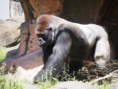 ライオンが来た千葉市動物公園part3