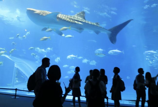 沖縄のたび(1)<br /><br />何度か一人旅の沖縄旅行でしたが、今回は夫婦とねこで訪問。<br />一泊二日のため、ツアー等を利用して効率よく回ります。<br /><br />那覇空港から美ら海水族館に、巨大なジンベイザメやマンタとご対面、<br />那覇に帰って、そのままステーキハウスで夕食、<br />忙しい一日でした。